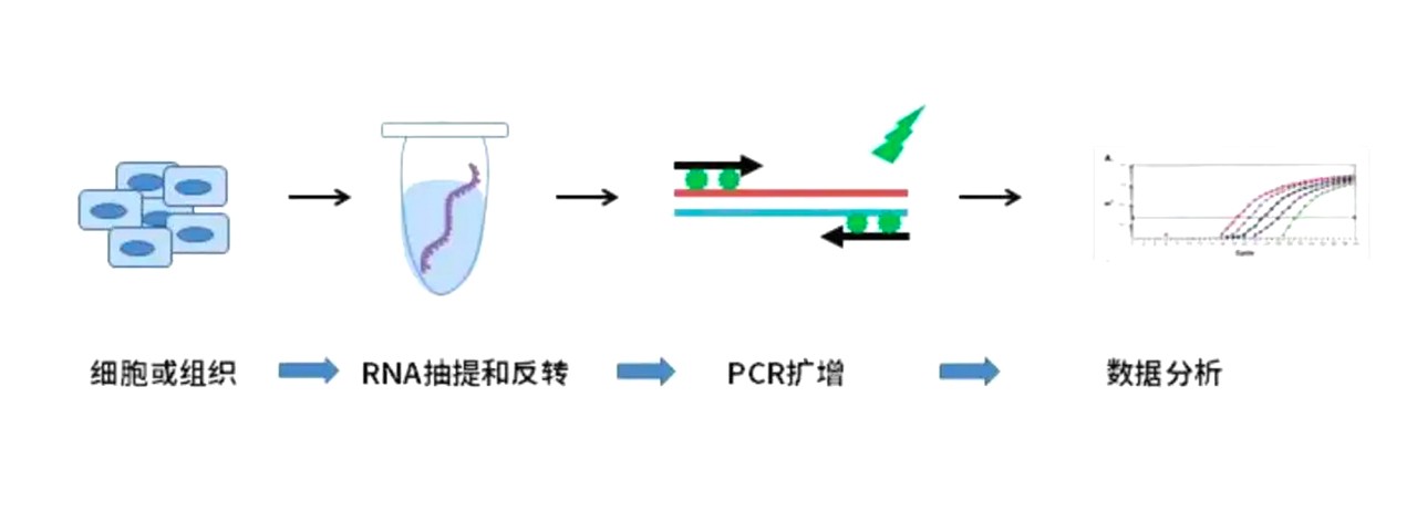 荧光定量PCR尝试过程