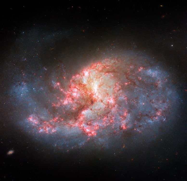 在滤光片加持下哈勃望远镜拍摄的棒旋星系NGC1385图像 在滤光片加持下哈勃望远镜拍摄的棒旋星系NGC1385图像