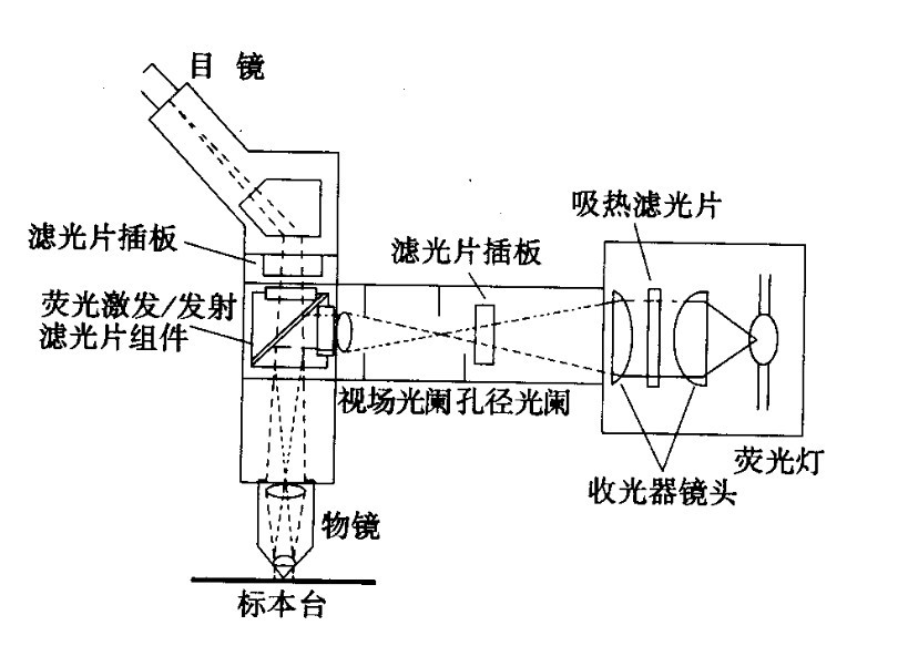 荧鲜明微镜光学道理 荧鲜明微镜光学道理