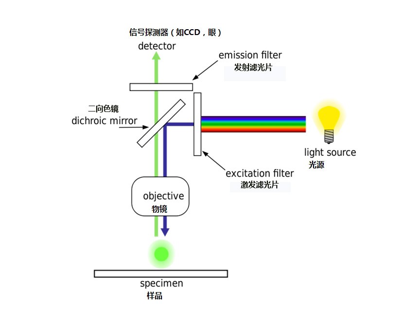 荧鲜明微镜道理图 荧鲜明微镜道理图