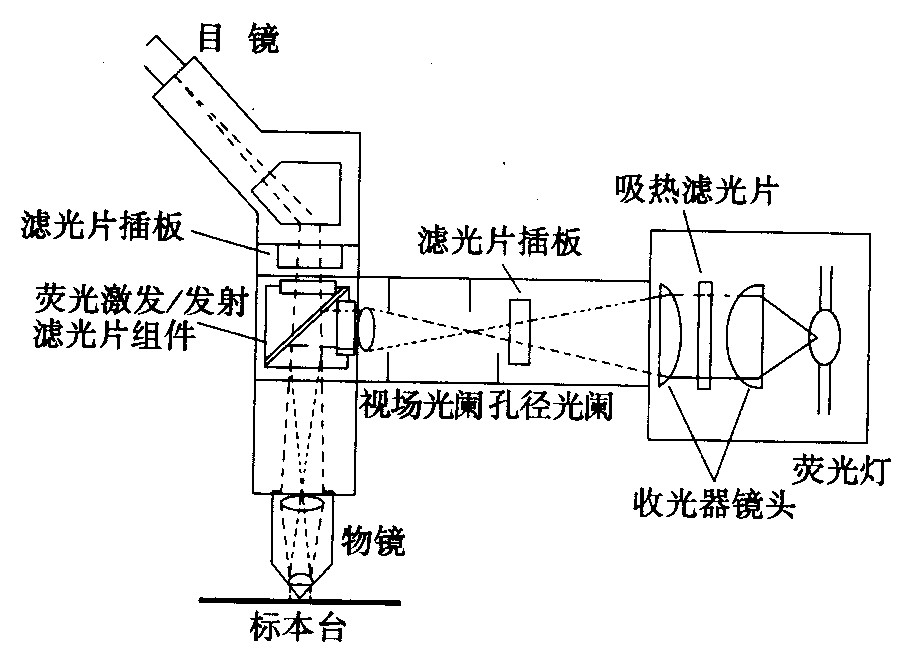 荧鲜明微镜光学系统 荧鲜明微镜光学系统
