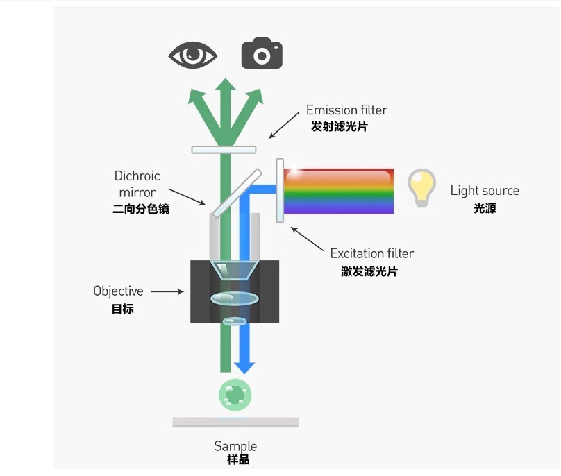 二向色镜荧鲜明微镜分析利用道理图