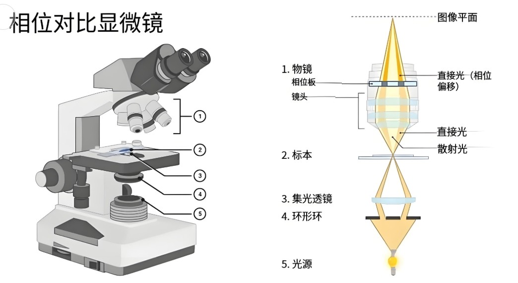滤光片 相差显微镜工作道理