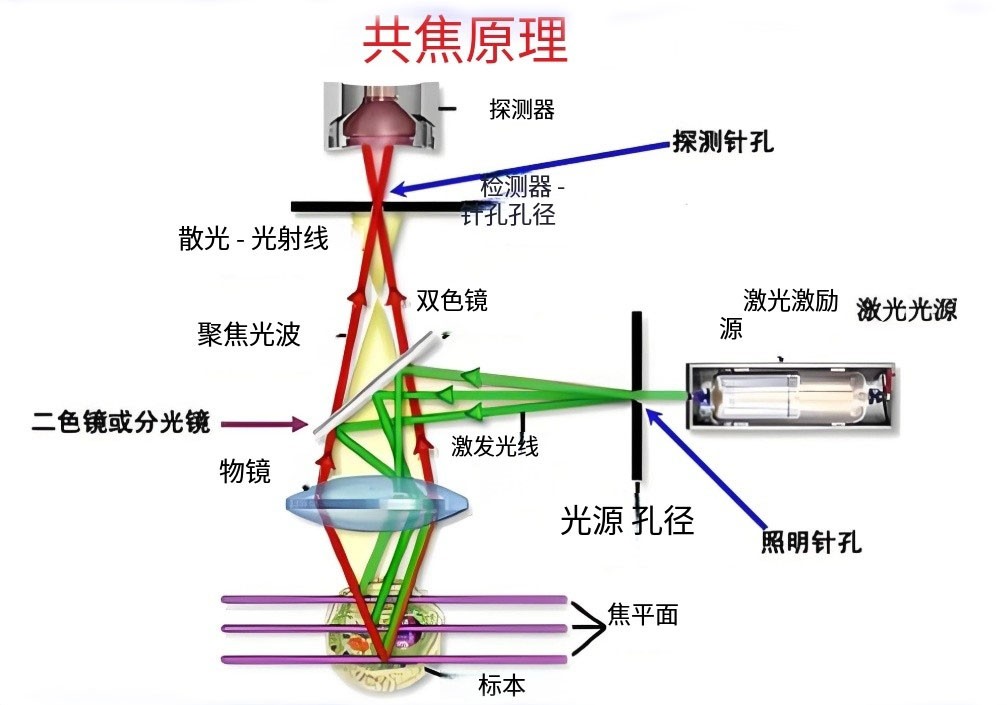 共聚焦显微镜道理图