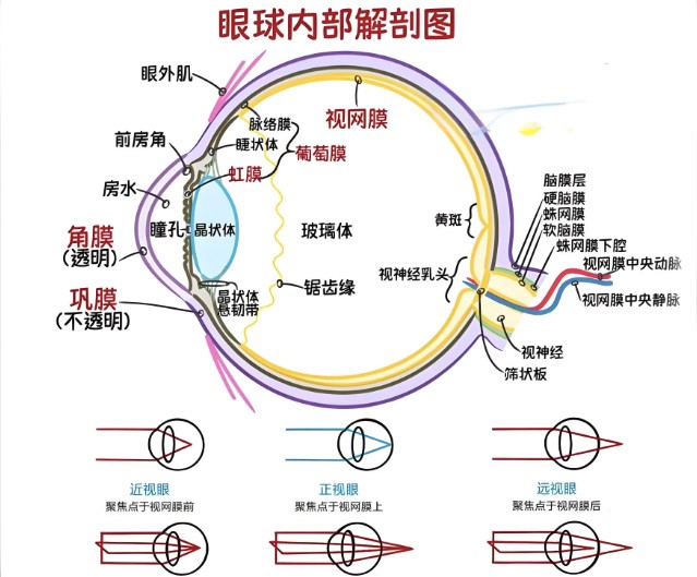 视网膜眼科中分歧波长滤光片的利用