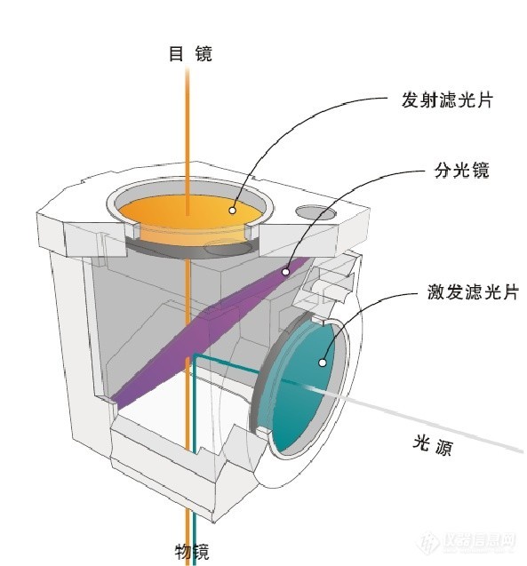 荧鲜明微镜结构图