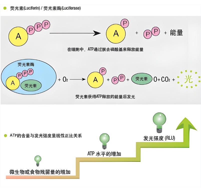 ATP+AMP的检测道理
